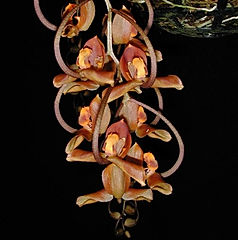 gongora galeata orchid care key