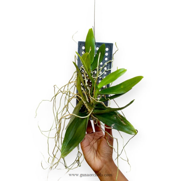 Thumbnail: buy thrixspermum centipeda orchid plant online