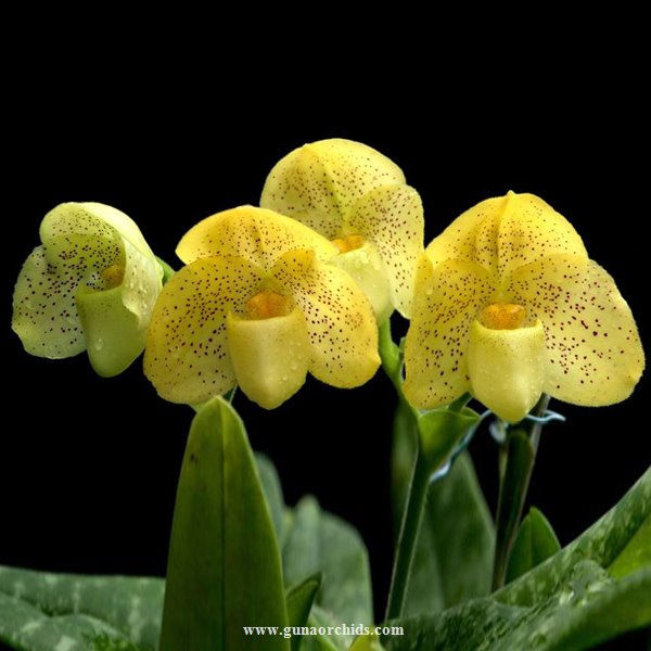Thumbnail: buy paphiopedilum concolor orchid online