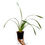 Thumbnail: buy cymbidium eastern wind emerald orchid plant online