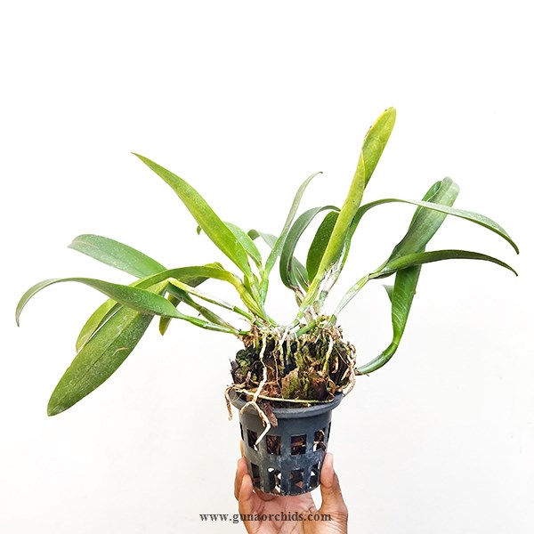 buy cattleya moonlight orchid plant online