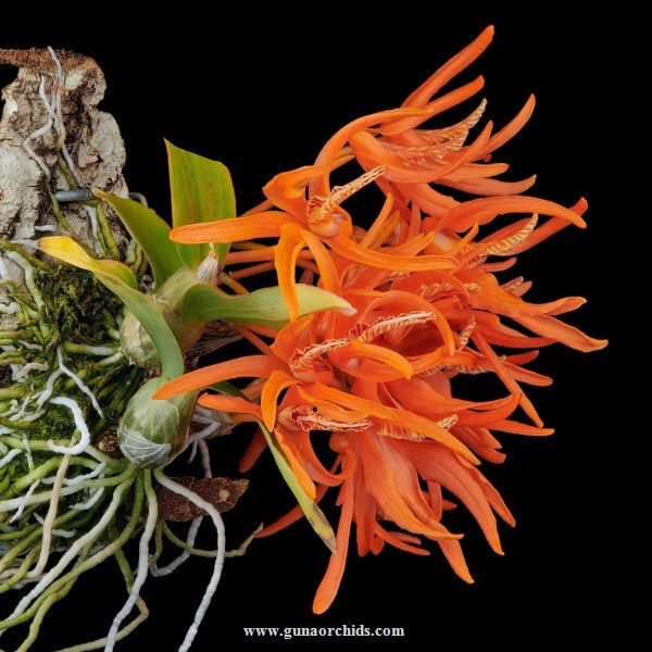 buy dendrobium lamyaiae orchid online