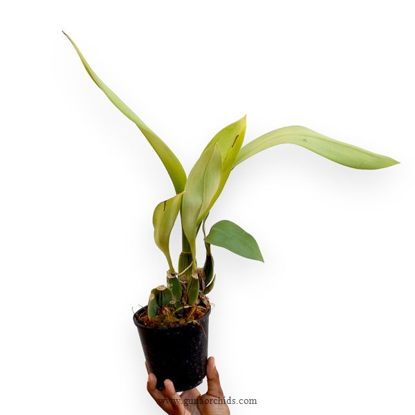 Thumbnail: Rossioglossum Rawdon Jester ‘Great Bee’ BS
