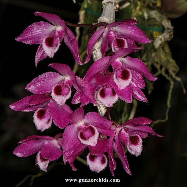 buy dendrobium parishii orchid online