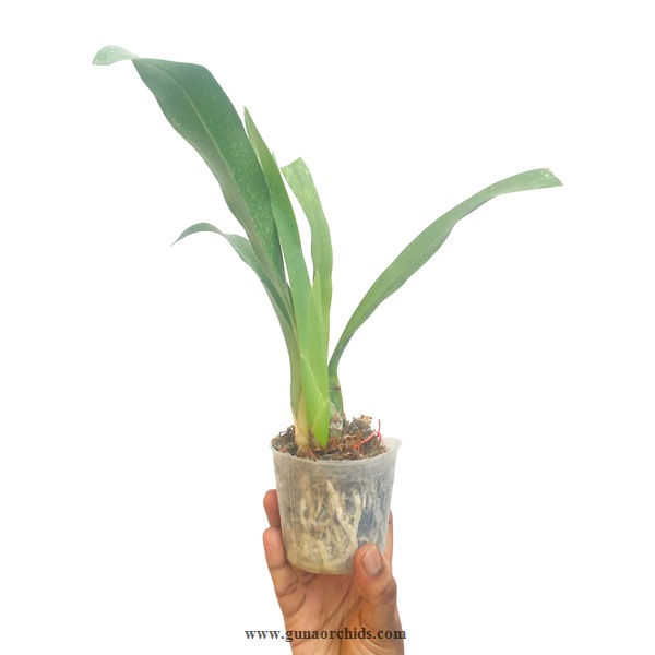 buy grammatophyllum scriptum orchid plant online