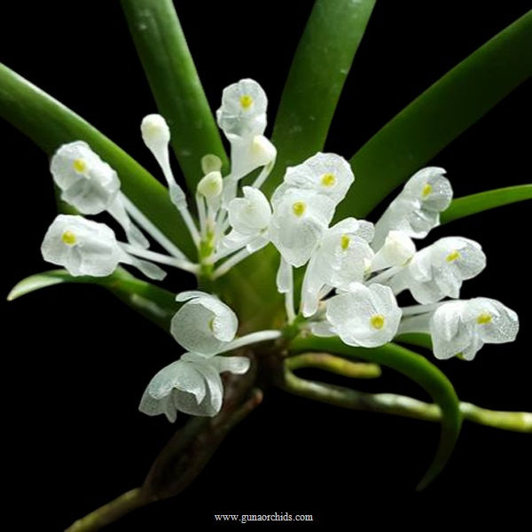 buy podangis dactyloceras orchid online