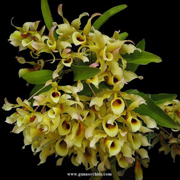 Thumbnail: buy dendrobium signatum orchid online