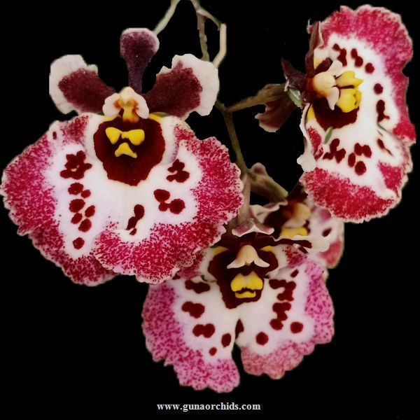 Tolumnia Orchids for Sale Shop Now at Our Online Store Guna Orchids