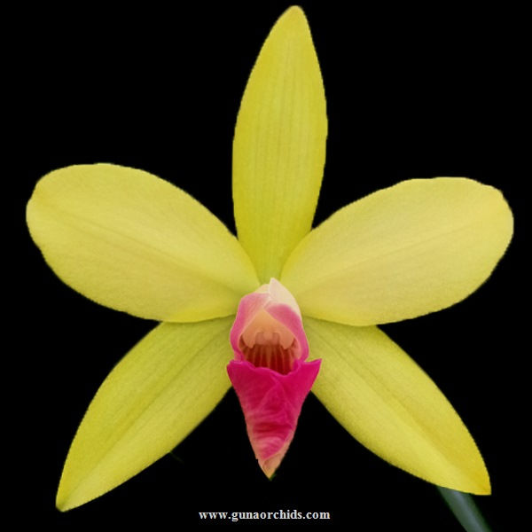 buy cattleya crystelle smith x little toshie orchid online