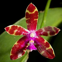 phalaenopsis bastianii orchid care key