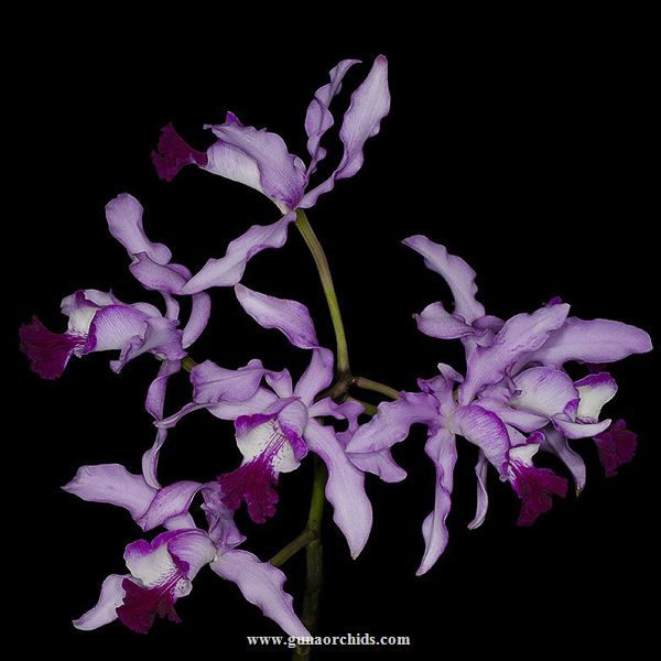 buy scombocattleya bordighera orchid online