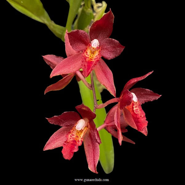 buy rodridenia woon leng's red gem orchid online