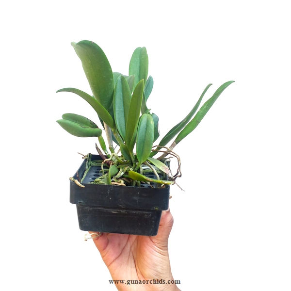 Thumbnail: buy cattleya cosmos orchid plant online