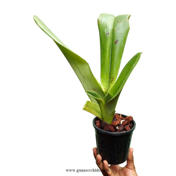 Thumbnail: buy paphiopedilum memoria joan levy orchid plant online