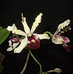 myrmecophila albopurpurea orchid care key