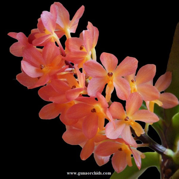 buy ascocentrum mona church orchid online