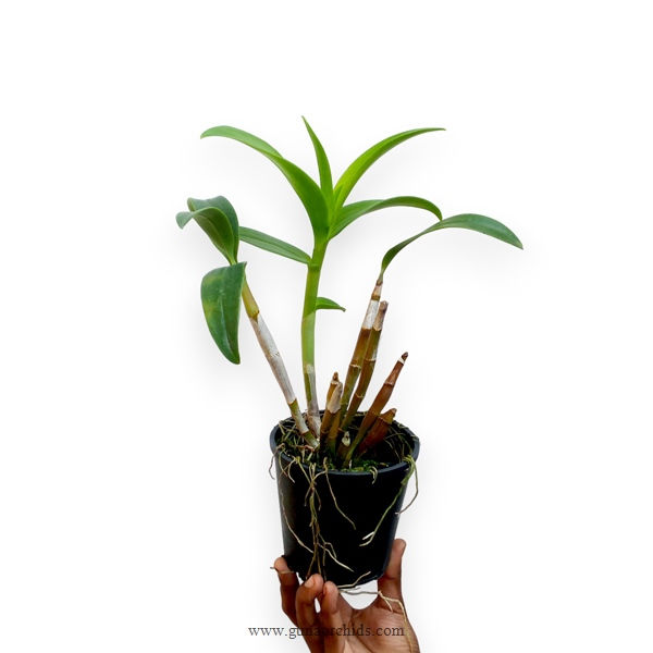 Thumbnail: Dendrobium Rose Betty Blue BS