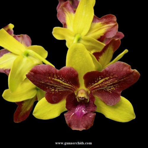 Buy Dendrobium Yellow 3 Lips BS Orchid Online Orchid Plants for Sale Guna Orchids