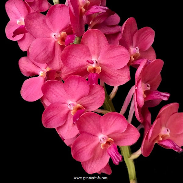 Thumbnail: buy vandachostylis pine rivers orchid online