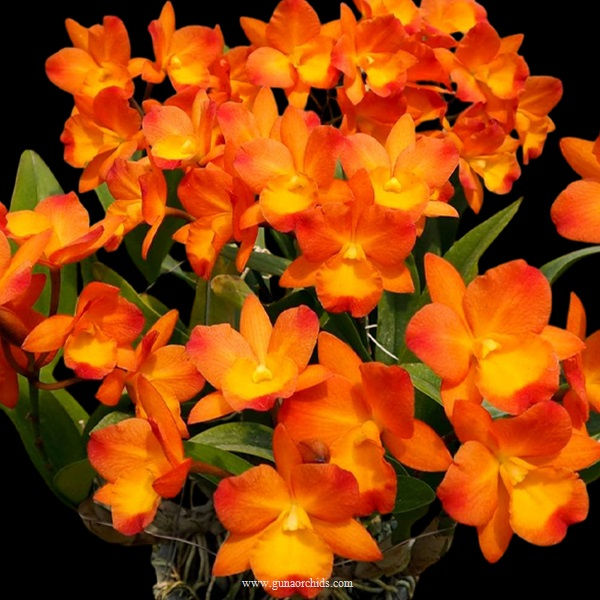 buy volkertara samantha marko orchid online