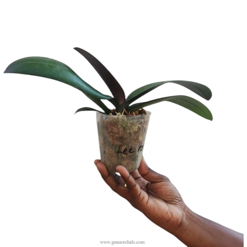 Thumbnail: buy phalaenopsis charming deep secret orchid online