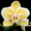buy phalaenopsis rancho bariloche orchid online