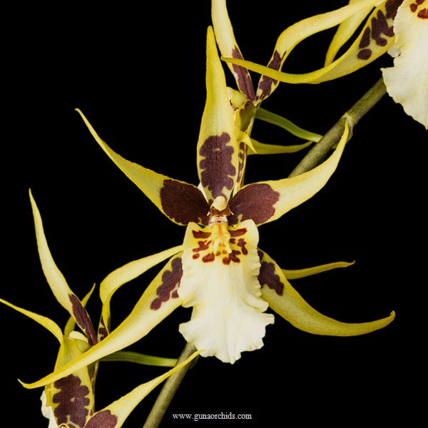 buy brassidium yellow star 'okika' orchids online