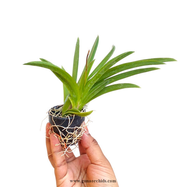 Thumbnail: tolumnia flyer red devil buy orchid plant online