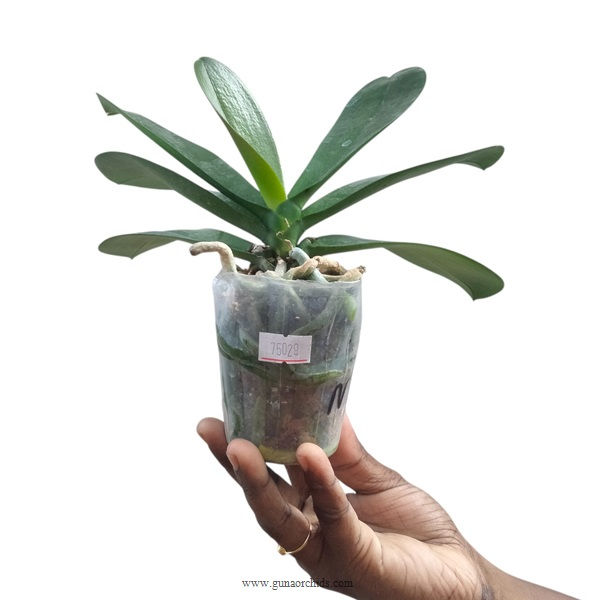 Thumbnail: buy phalaenopsis sweet candy "peloric" online