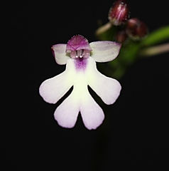 cynorkis fastigiata orchid care key
