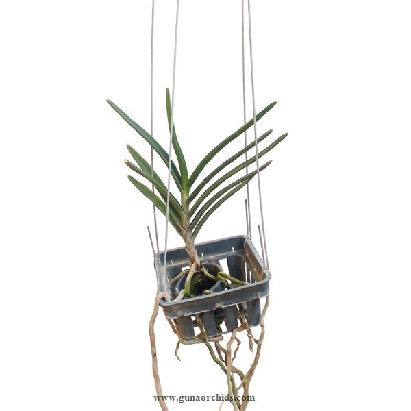 Thumbnail: buy renanthera monachica orchid plant online
