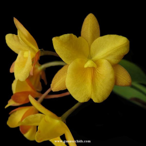 buy cattletonyia why not 'yellow kitty' orchid online