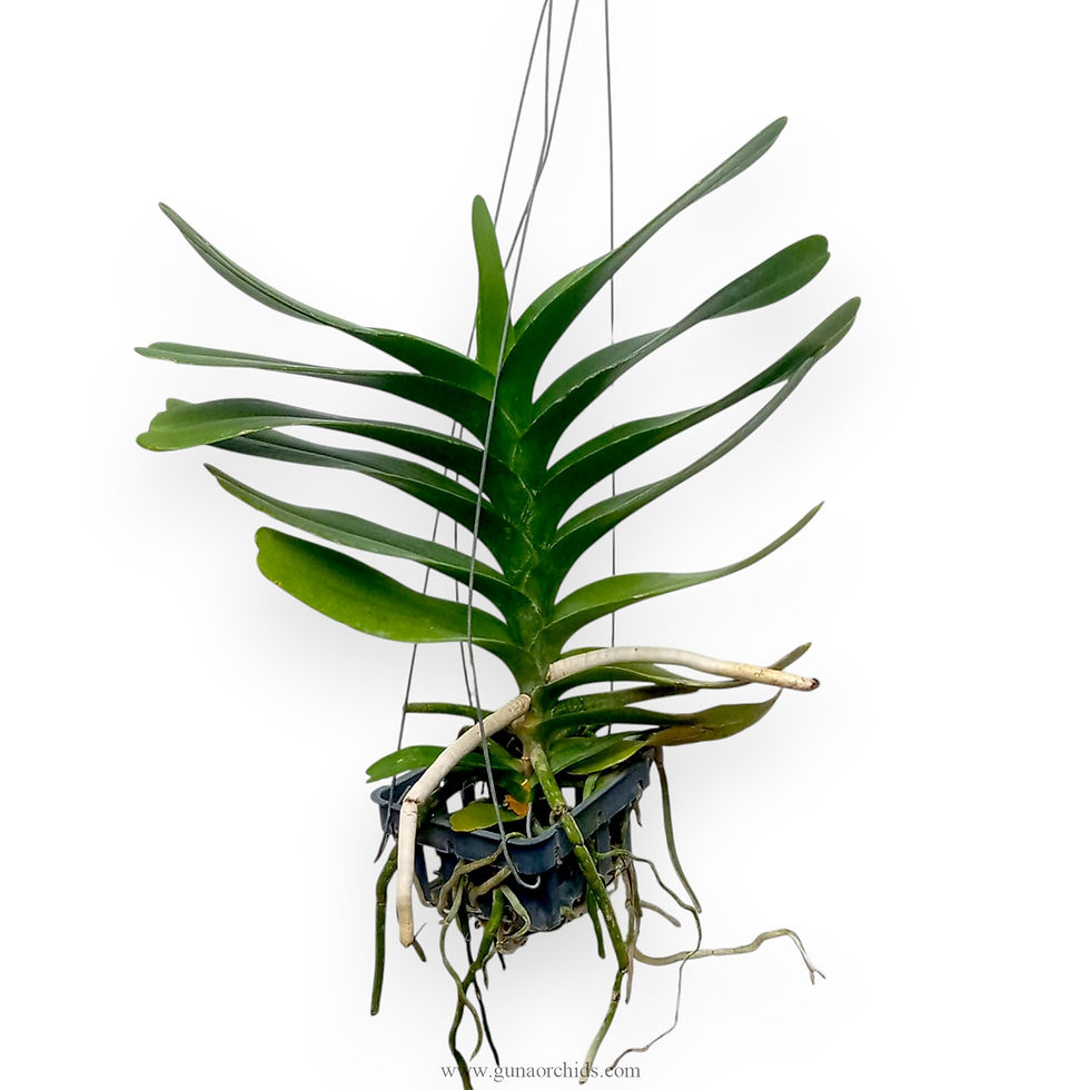 Thumbnail: buy aerides houllentiana orchid plant online