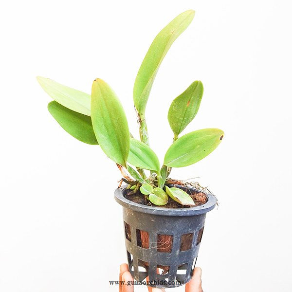 Thumbnail: buy cattleya crystelle smith x little toshie orchid plant online