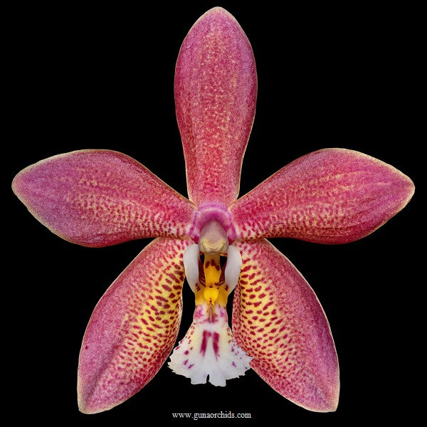 buy phalaenopsis schillmann orchid online