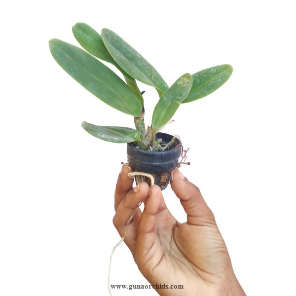 Thumbnail: Cattleya SS 5 Pack Combo