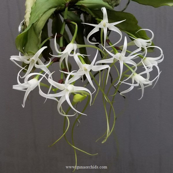 Thumbnail: buy cyrtorchis chailluana orchid online