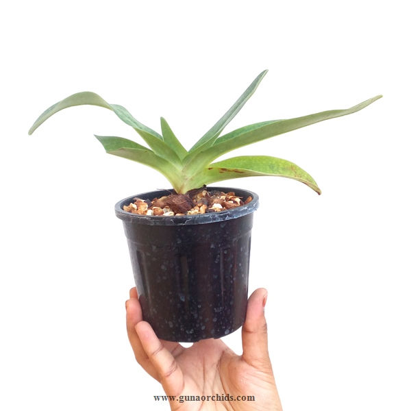 Thumbnail: buy paphiopedilum delrosi orchid plant online