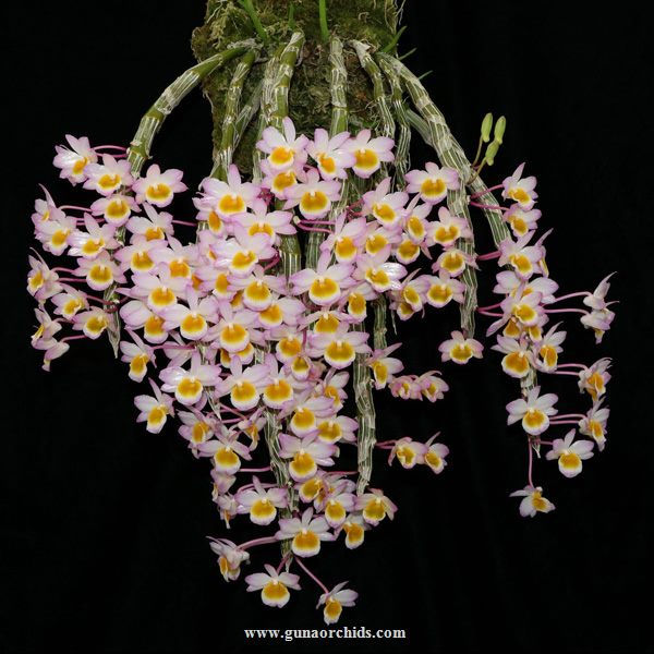 buy dendrobium crepidatum orchid online
