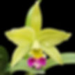 buy rhyncholaeliocattleya greenwich orchid online