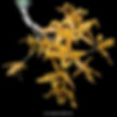 buy dendrobium chantaboon sunrise orchid online
