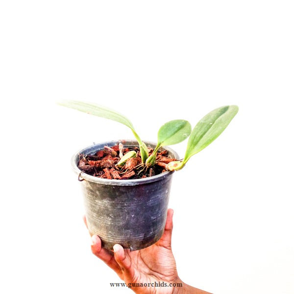 Thumbnail: buy bulbophyllum longisepalum orchid plant online