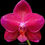 Thumbnail: buy phalaenopsis mituo king 'big pink' orchid online