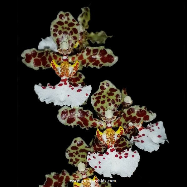 Thumbnail: buy oncidium jonesianum orchid online