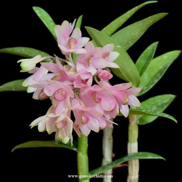 buy dendrobium nicole yoshikane orchid online