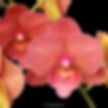 buy phalaenopsis charming salmon orchid online