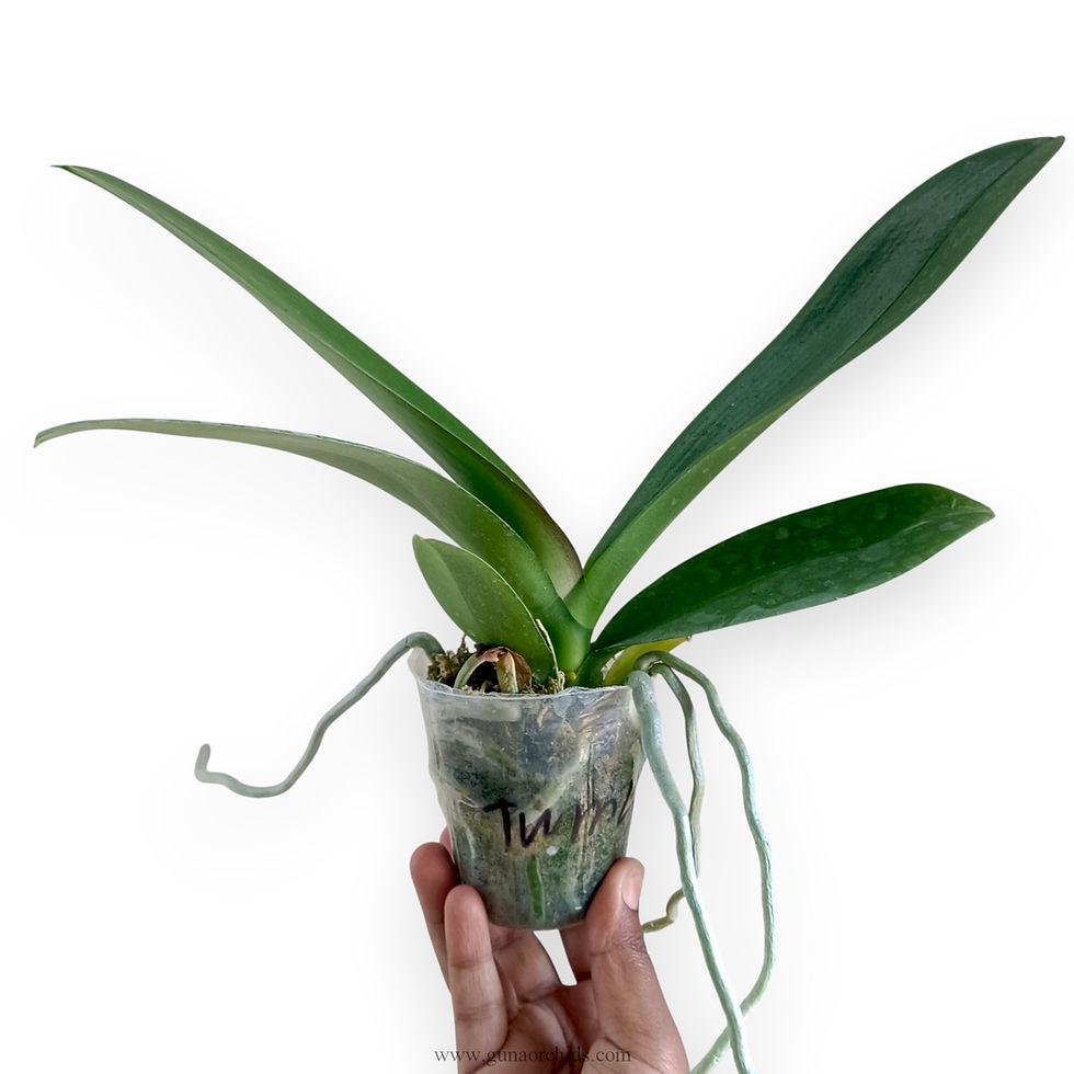 Thumbnail: buy phalaenopsis chian xen pearl x taida sogo diamond orchid plant online
