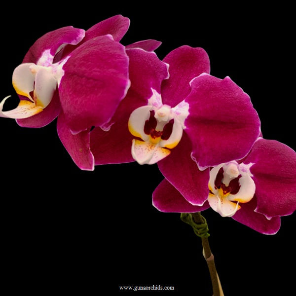 Thumbnail: buy phalaenopsis fuller's scarlet empress orchid online