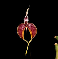 bulbophyllum blumei orchid care key