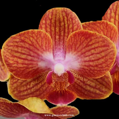 Buy Phalaenopsis LiHsin Sunset Stripe BS Orchid Online Orchid Plants